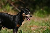 PINSCHER NAIN 073